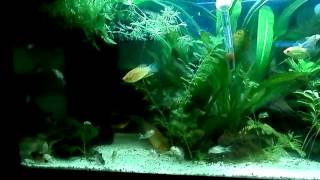 Corydoras Panda vifs et nageurs [upl. by Beitch]