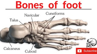 Bones of foot  Anatomy of foot  Tarsals Metatarsals and Phalanges  Balance MBBS [upl. by Ynaiffit771]