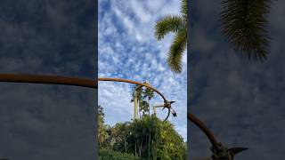 Pteranodon Flyers a Prehistoricbirdseye View of the Jurassic Park Area 🦕 universalstudios dino [upl. by Eserehs892]