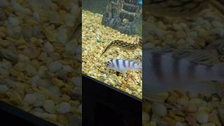 Tire Track Eel VS Ghost Shrimp [upl. by Ahsitnauq12]