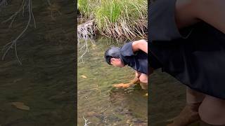 FRESHWATER yabbies freshwater yabbies river peaceful nature relaxing entertainment shorts [upl. by Esme69]