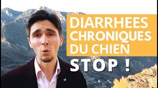 3 causes essentielles  STOP à la DIARRHÉE du chien [upl. by Karalee]