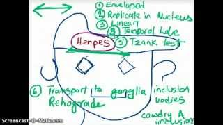 EASY WAYS TO REMEMBER DNA VIRUSES [upl. by Peria]