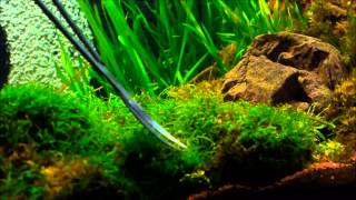 Moss trimming and some shrimp [upl. by Eidassac612]