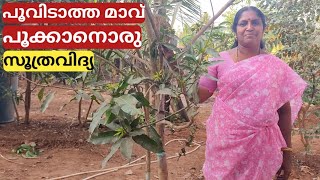 മോതിരവളയം  Girdling treatment for flowering  Malayalam [upl. by Gram]