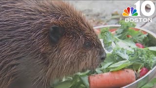 Famed Mass beaver Nibi avoids eviction from wildlife rehab at least for now [upl. by Esialb89]