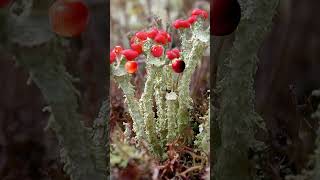 Is this lichen growing fruit nature fungi lichen [upl. by Heddi]