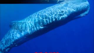 whale mix 7 NO music  humpbacks killer many more whalesdolphinsseal sounds クジラは素晴らしい音を美しい！ [upl. by Lorola]