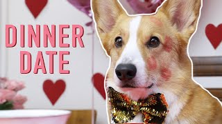 VALENTINES DAY  Topi the Corgi [upl. by Lorrie]