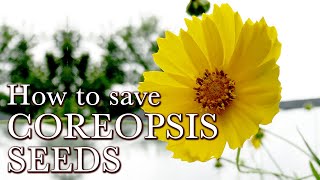 How to Save Coreopsis Seeds  Easy Flower Seeds to Collect  Lanceleaf Coreopsis Seed Saving [upl. by Koerner897]