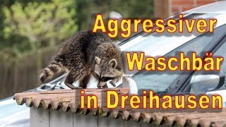 Aggressiver Waschbär in Dreihausen [upl. by Marcel206]