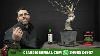 COSA NON FARE PRIMA DI IMPOSTARE UN BONSAI [upl. by Novaelc]