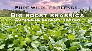 WHS Pure Wildlife Blends Big Boost Brassica Full season review [upl. by Myranda]