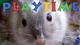 How Long You Should Play With Your Gerbils [upl. by Eissoj]