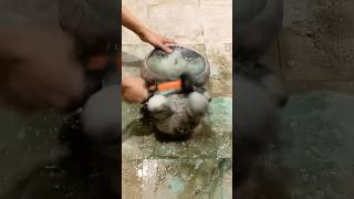 Cleaning ASMR cleaningmotivation funny clips cleaning حقائق قصص satisfying عجائب クリーニング [upl. by Yttel663]