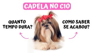 QUANTO TEMPO DURA O CIO DE UMA CADELA COMO SABER SE ACABOU [upl. by Ulysses]