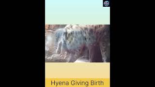 Female Hyena Giving Birth  How does a Hyena give birth facts short hyena MsUncountableFacts [upl. by Akemehc]