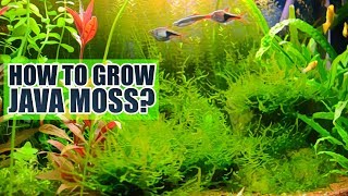 How to grow Java moss Basics [upl. by Roanna]