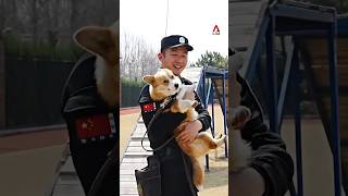 China’s first corgi police dog makes debut [upl. by Anivle]