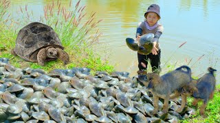 Harvesting GIANT CLAM Goes To Market Sell  Cooking Clam Porridge Daily life Gardening [upl. by Aretak748]