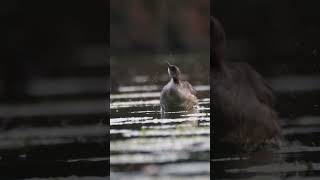 Rednecked Grebe [upl. by Ees989]