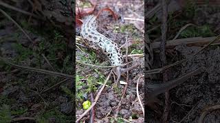 Leopard Slug  Limax maximus [upl. by Anthiathia]