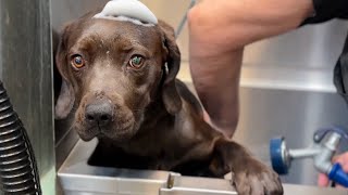 Chocolate Lab Puppy Living in Trash gets Her First Bath 🥹 needs a home [upl. by O'Grady]