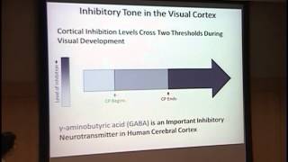 Neuroplasticity amp Amblyopia [upl. by Mchugh]