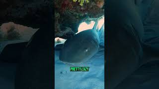 I found a sleeping Nurse Shark while scuba diving shortsvideo shorts [upl. by Cheryl620]