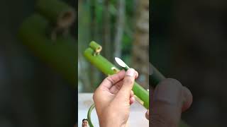 outdoors archery camping bushcraft diy bambooart bamboo slingshots [upl. by Tnahsin]