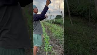 Planting string beans compilation video love nature farming shorts trending viral video [upl. by Amek3]