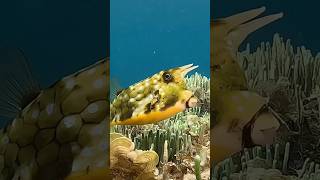 The Longhorn Cowfish Natures Underwater Bulls [upl. by Arrekahs]