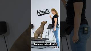 Schnell lernen Hundeblick markieren für den perfekten Sitz [upl. by Anyar335]