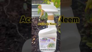 Pesticida natural Aceite de neem plantas pesticidas huertocasero aceitedeneem [upl. by Arob]