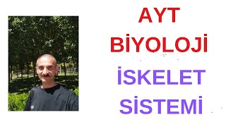 iskelet sistemi AYT biyoloji [upl. by Webster]