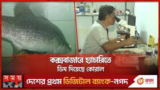 সমুদ্রের কোরাল এবার হবে চাষ  Coxs Bazar News  Koral Fish  Fisheries in Bangladesh [upl. by Mafalda977]