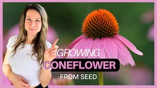 Growing Purple Coneflower From Seed Cold Stratification vs Direct Sowing 🌱 [upl. by Opalina]