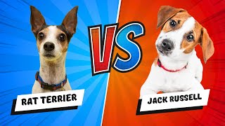 Jack Russell vs Rat Terrier  Which Is Better Dog vs Dog [upl. by Kaitlin]