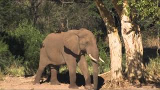 Stock Footage For Sale  AFRICAN WILDLIFE [upl. by Benkley208]