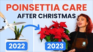 What To Do With Poinsettias After Christmas 🔔 Houseplant Care Tips  how to prune grow and bloom [upl. by Sydelle]