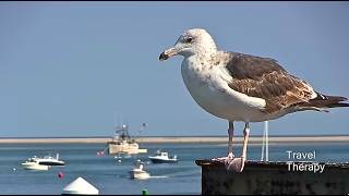 🔥Best of Chatham Cape Cod Massachusetts  TRAVEL THERAPY with Karen Schaler [upl. by Tillfourd]