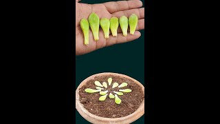 successfully propagate pachyphytum glutinicaule plants [upl. by Rebeca993]