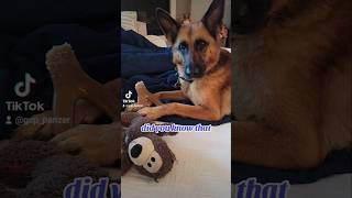 did you know German Shepherd Shorthaired Pointer 🤔🤣🐶new shorts ytshorts viral viralshorts [upl. by Roban101]