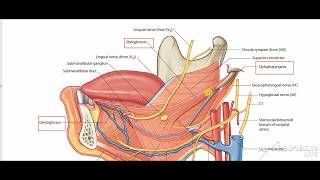 Hyoglossus muscle 4 [upl. by Low]