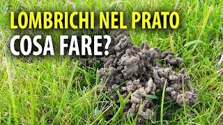 Lombrichi nel Prato Cosa Fare [upl. by Namyl]