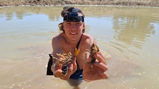 CATCHING Yabbys BARE HANDED CATCH CLEAN and COOK 🦞 [upl. by Millham]