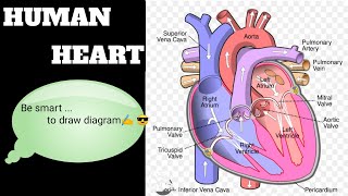 Human heart Draw by easy tricks ✍️ll [upl. by Betz]