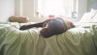 Should You Get Sick Leave For Pet Care [upl. by Gassman]