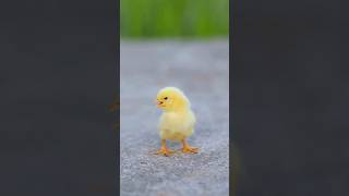 Chirping Sounds of Chicks🐥Chickens Chirp shorts chicken chicks youtubeshorts viralshorts [upl. by Davie332]