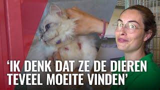 Dierenopvang ziet stijging achtergelaten en mishandelde dieren [upl. by Reklaw]